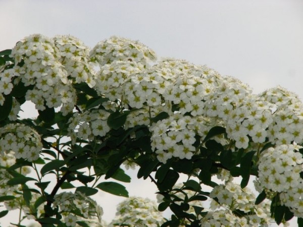 Spirea Vangutta: planting and care, photo