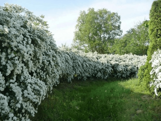 Spirea Vangutta: planting and care, photo