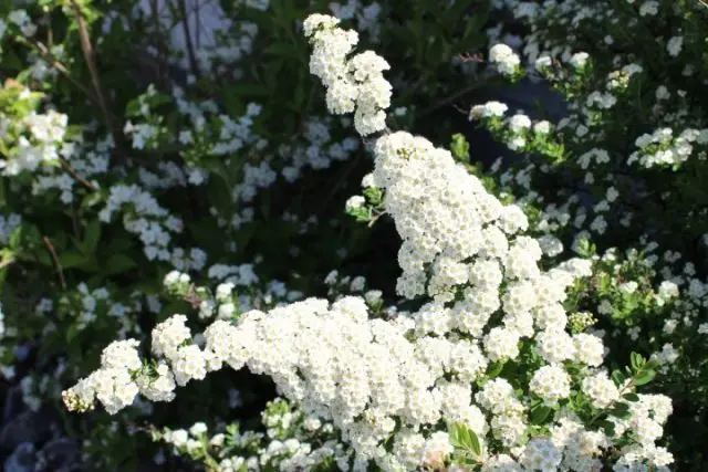 Spirea Vangutta: planting and care, photo