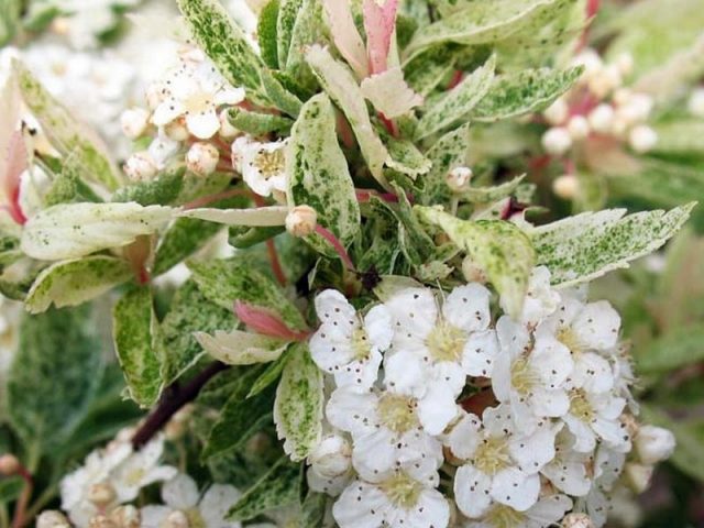 Spirea Vangutta: planting and care, photo