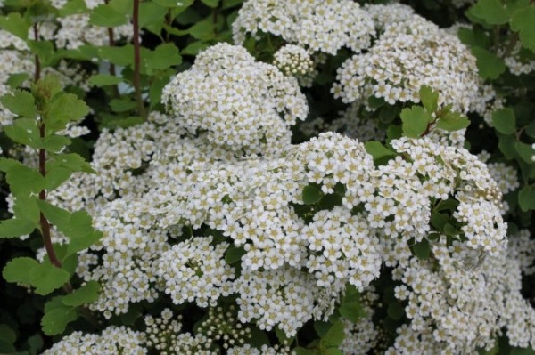 Spirea Vangutta: planting and care, photo