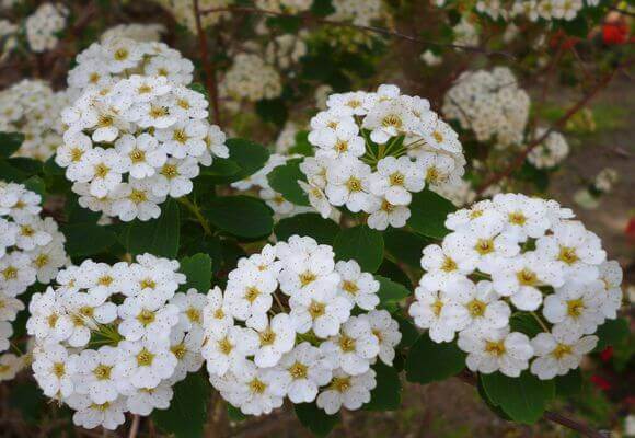 Spirea Vangutta: planting and care, photo