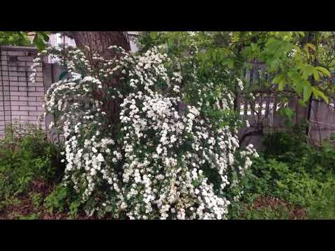 Spirea Vangutta: planting and care, photo