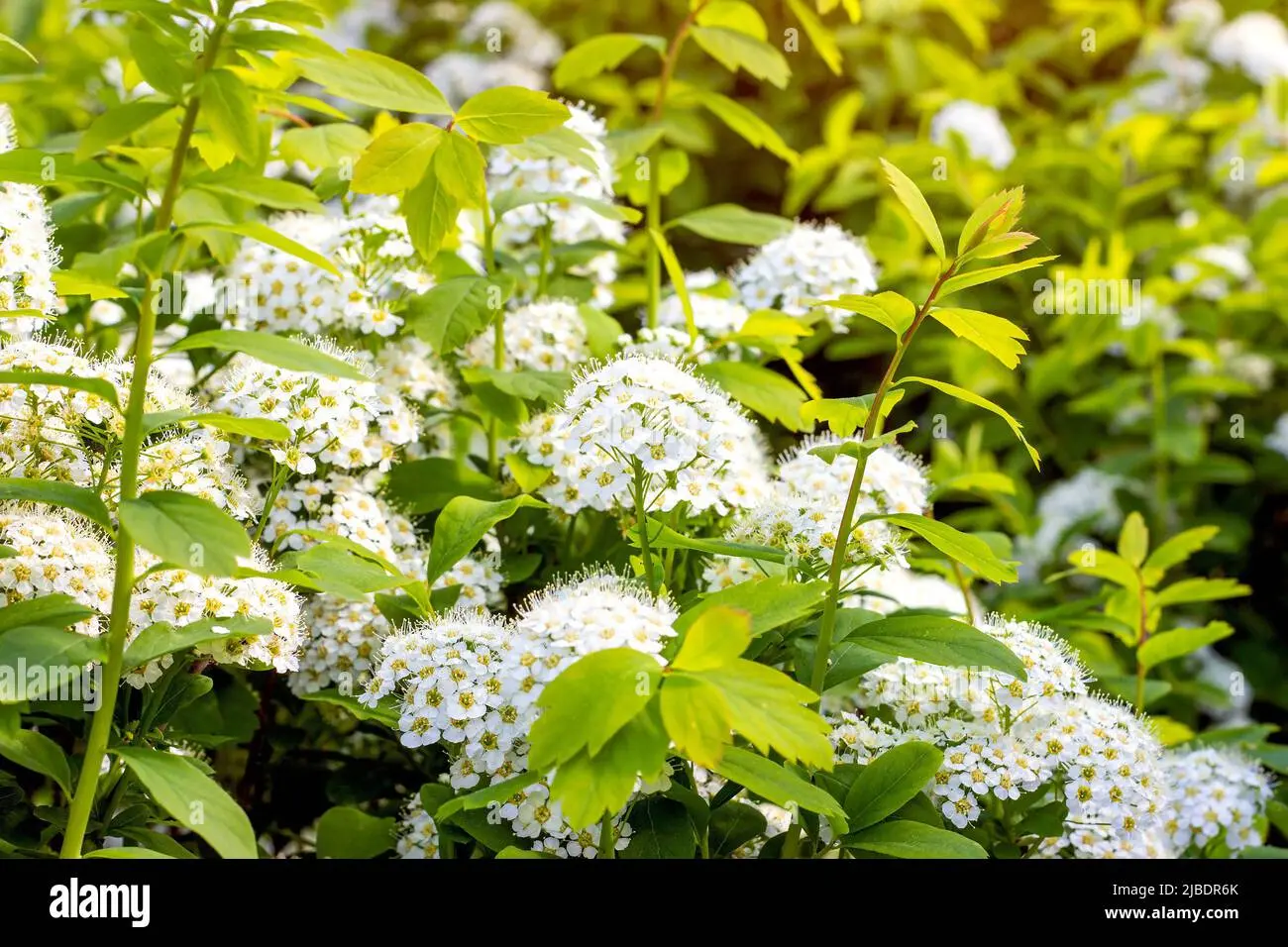 Spirea Vangutta: planting and care, photo