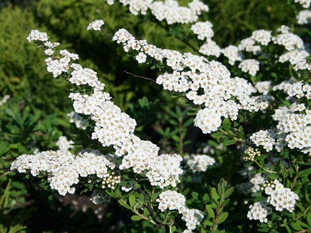 Spireya Nipponskaya: Snowmound, Junebride, HalwardSilver