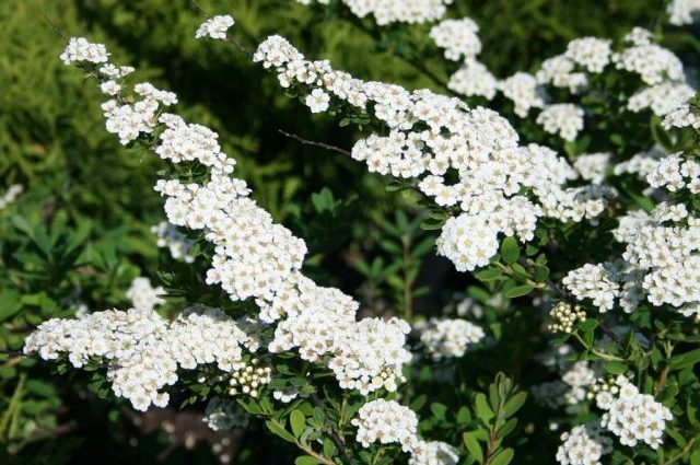 Spireya Nipponskaya: Snowmound, Junebride, HalwardSilver