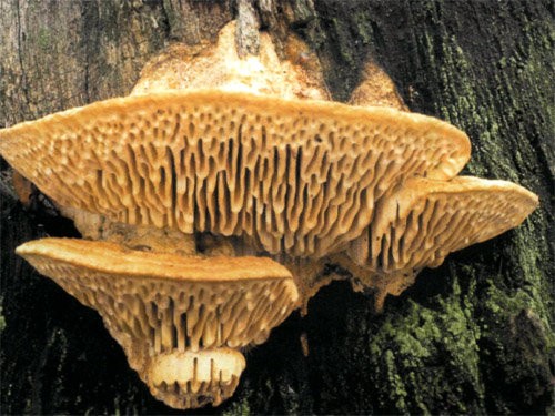 Sponge oak (Daedalea quercina) photo and description