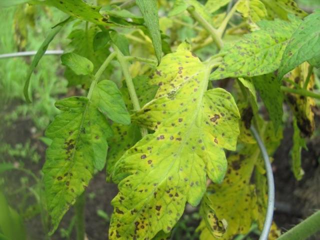 Spots on tomato seedlings: what to do