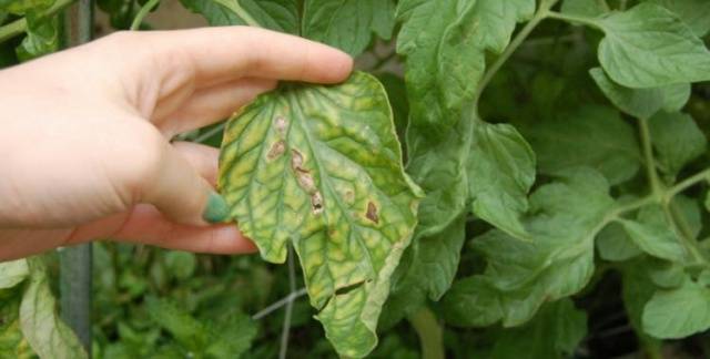 Spots on tomato seedlings: what to do