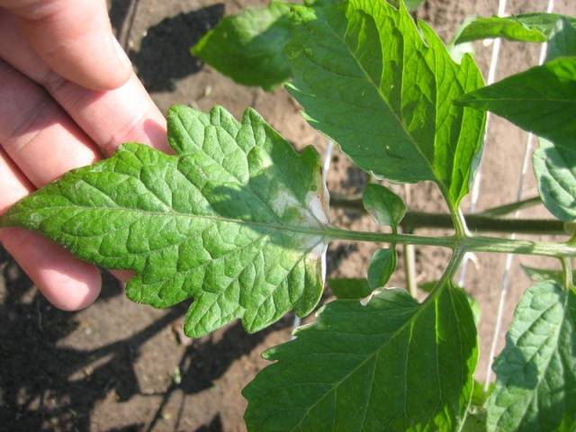 Spots on tomato seedlings: what to do