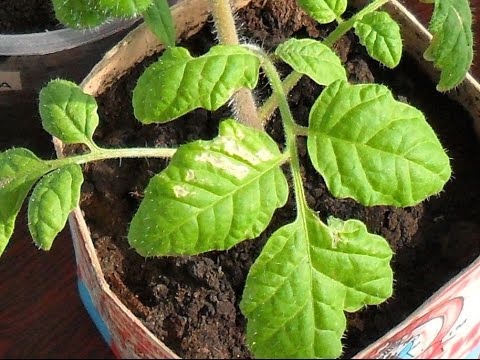 Spots on tomato seedlings: what to do