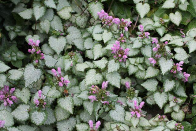 Spotted lamb: planting and care, photo