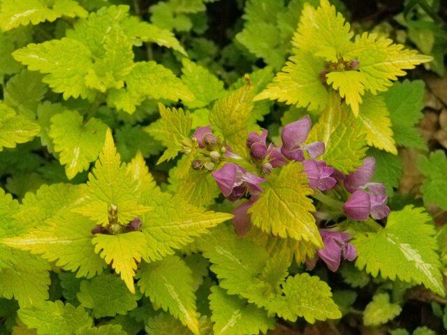 Spotted lamb: planting and care, photo