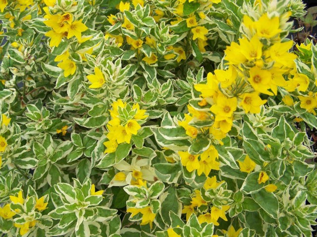 Spotted loosestrife: photo in landscape design