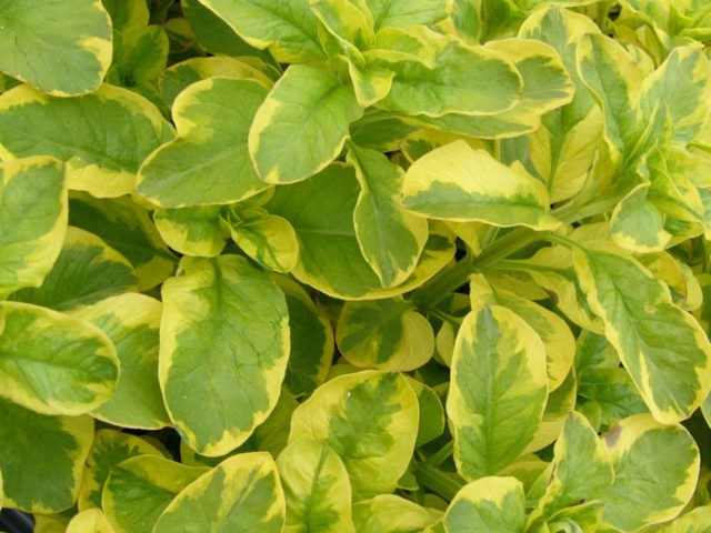 Spotted loosestrife: photo in landscape design