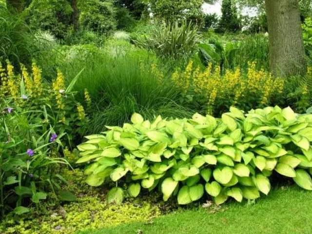 Spotted loosestrife: photo in landscape design