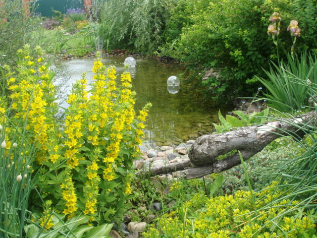 Spotted loosestrife: photo in landscape design