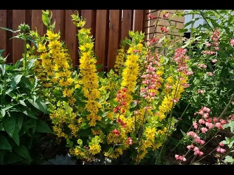 Spotted loosestrife: photo in landscape design