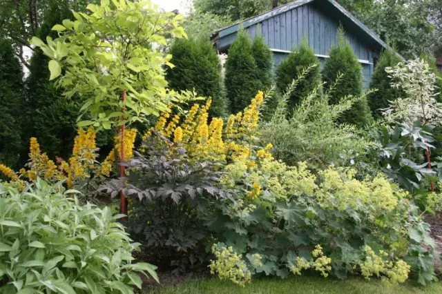 Spotted loosestrife: photo in landscape design