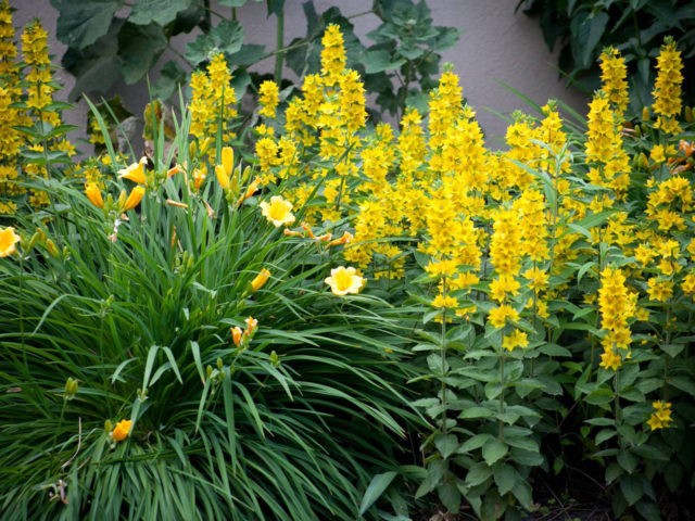 Spotted loosestrife: photo in landscape design