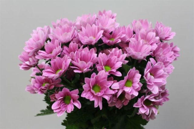 Spray chrysanthemums: photo, description, planting and care