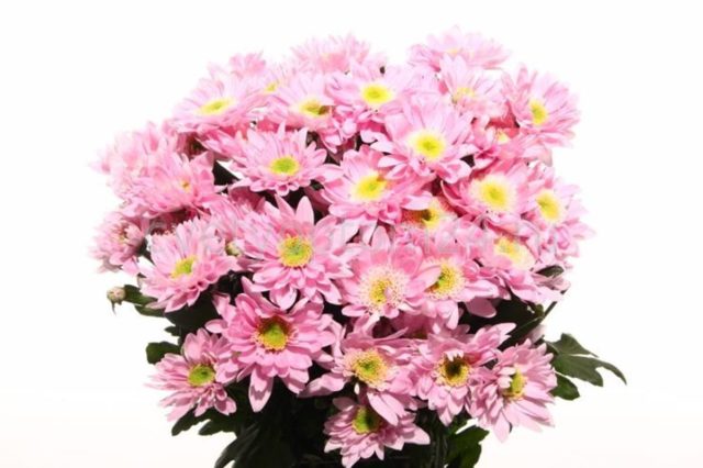 Spray chrysanthemums: photo, description, planting and care