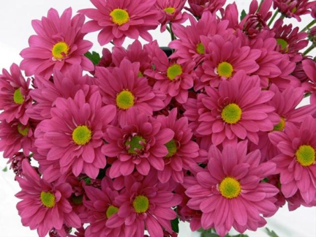 Spray chrysanthemums: photo, description, planting and care