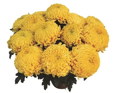 Spray chrysanthemums: photo, description, planting and care