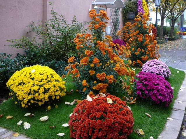 Spray chrysanthemums: photo, description, planting and care