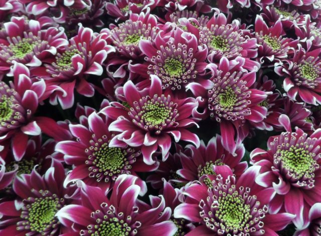 Spray chrysanthemums: photo, description, planting and care