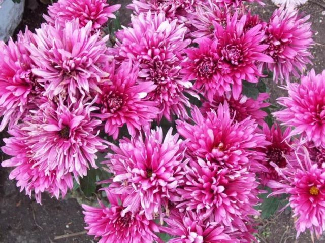 Spray chrysanthemums: photo, description, planting and care