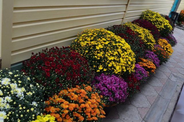 Spray chrysanthemums: photo, description, planting and care