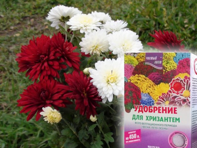 Spray chrysanthemums: photo, description, planting and care