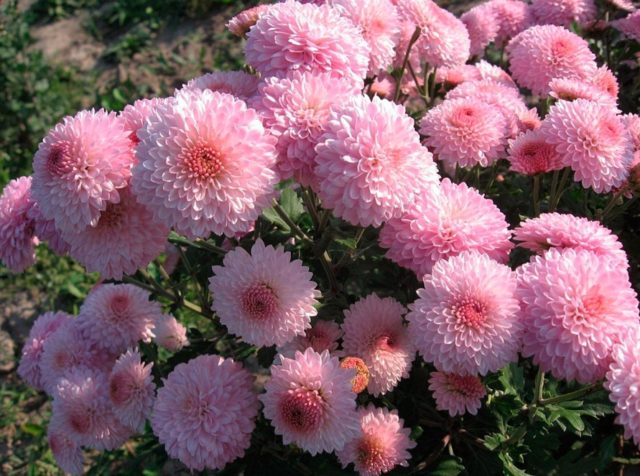 Spray chrysanthemums: photo, description, planting and care