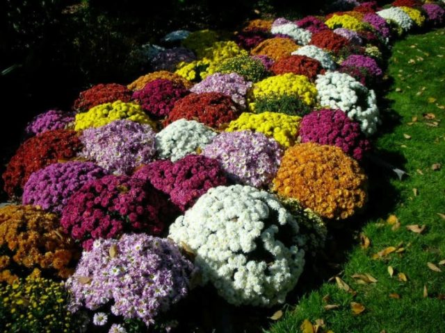 Spray chrysanthemums: photo, description, planting and care