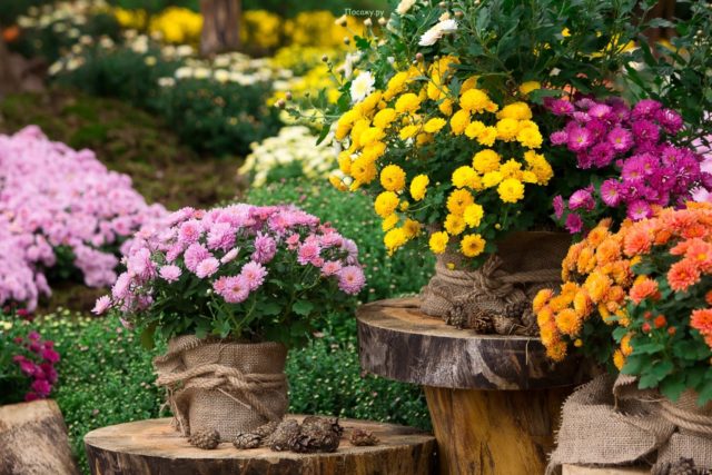 Spray chrysanthemums: photo, description, planting and care