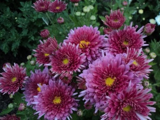 Spray chrysanthemums: photo, description, planting and care