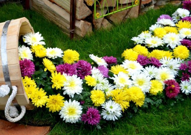 Spray chrysanthemums: photo, description, planting and care