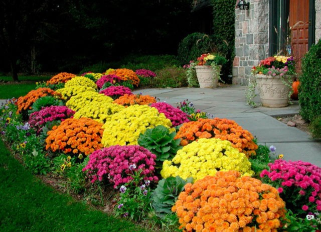 Spray chrysanthemums: photo, description, planting and care