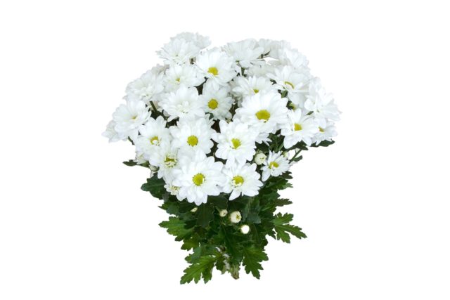 Spray chrysanthemums: photo, description, planting and care