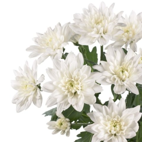 Spray chrysanthemums: photo, description, planting and care