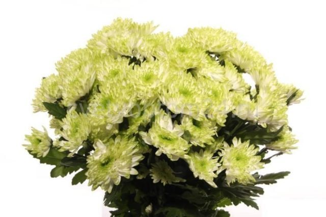 Spray chrysanthemums: photo, description, planting and care