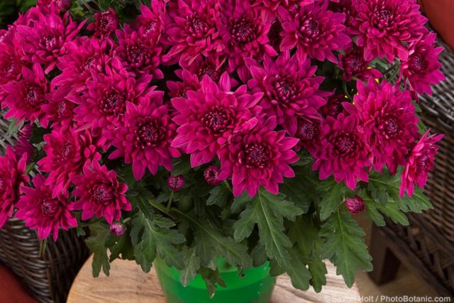 Spray chrysanthemums: photo, description, planting and care