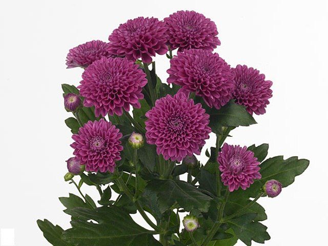 Spray chrysanthemums: photo, description, planting and care