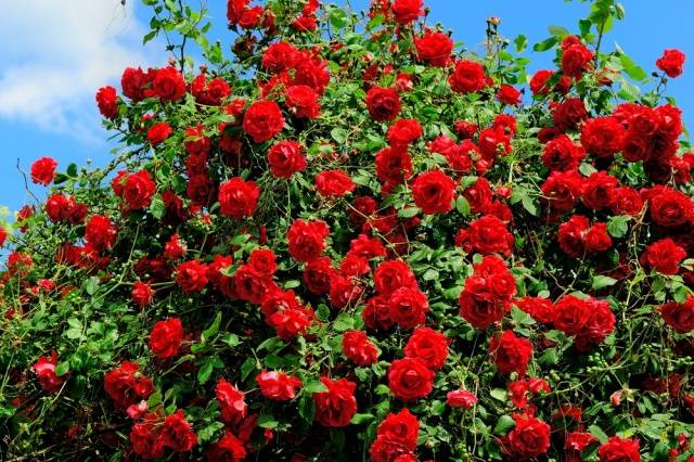 Spray roses: care and cultivation, reproduction