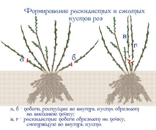 Spray roses: care and cultivation, reproduction