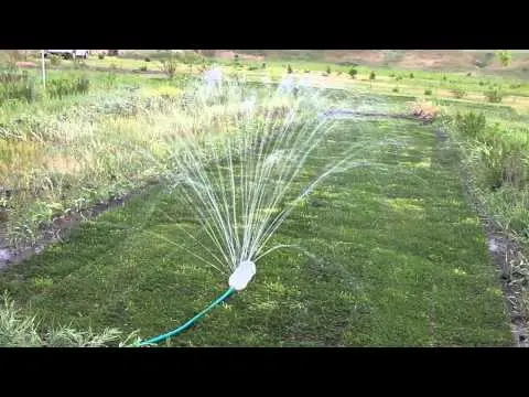 Sprayers for watering the garden: what are you for?