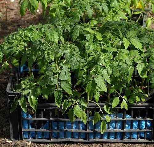 Spraying and processing tomatoes with iodine