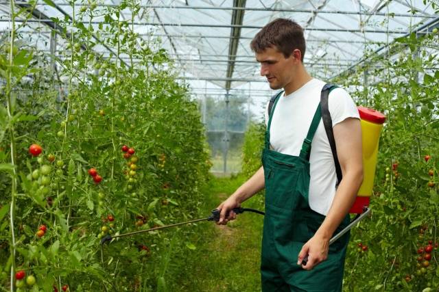 Spraying and processing tomatoes with iodine