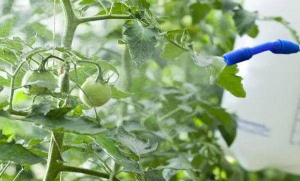 Spraying and processing tomatoes with iodine